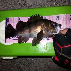 マナティー38でメバルゲット！！しかし。。。