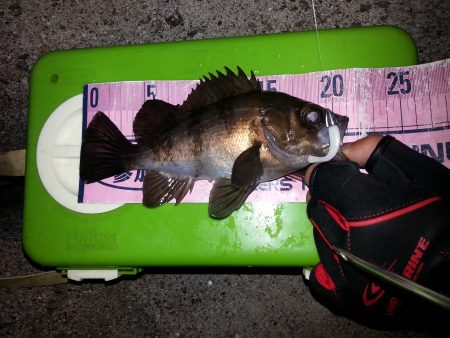 マナティー38でメバルゲット！！しかし。。…