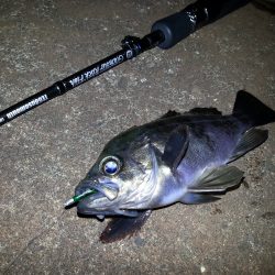 強風メバリング