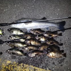 月夜メバリング