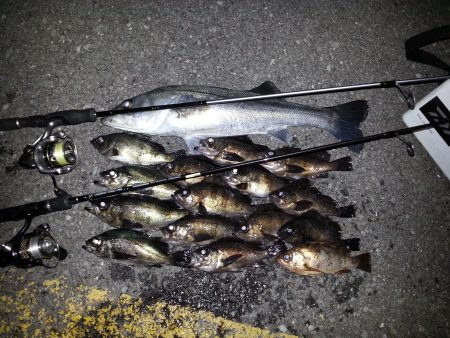 月夜メバリング