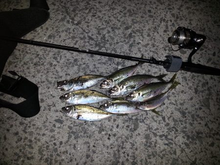 雑賀崎　苦戦アジング