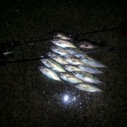 田ノ浦漁港　サビキからのアジング