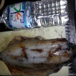 白浜周辺　ヤエンでなんとか、アオリイカ１杯1.6㌔