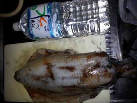 白浜周辺　ヤエンでなんとか、アオリイカ１杯…