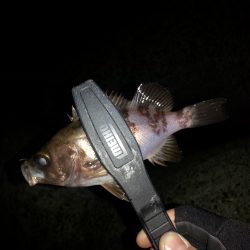 ギリギリボウズは逃れた。。。