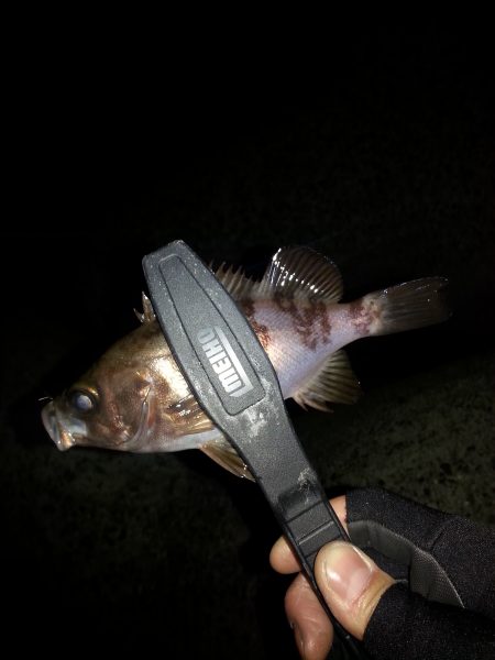 ギリギリボウズは逃れた。。。