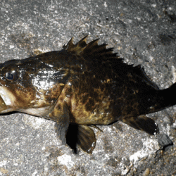 姫路メバル・ガシラ(2015-8)