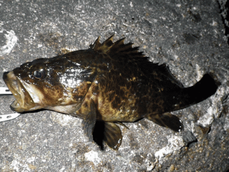 姫路メバル・ガシラ(2015-8)