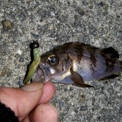 箱作　メバル調査