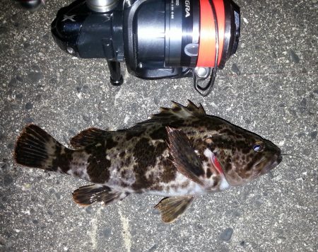 のっ込みチヌ狙い！