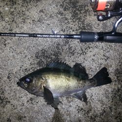 雨後メバリング