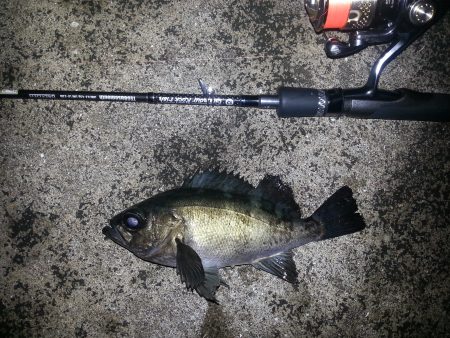 雨後メバリング