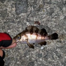 泉南メバルは渋かった