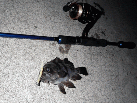 姫路メバル・ガシラ(2015-9)