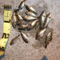 ちびメバルの数釣り