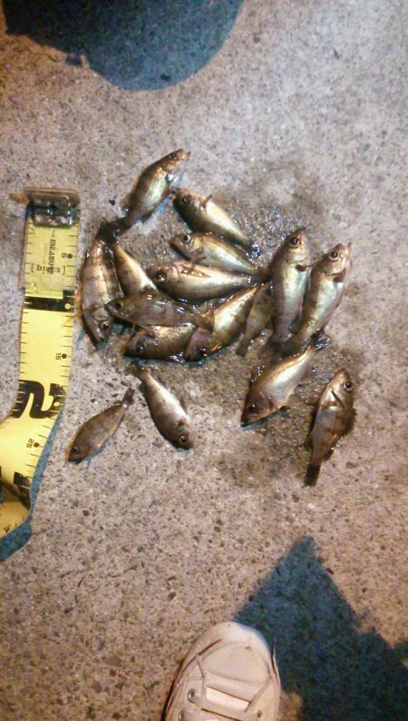 ちびメバルの数釣り