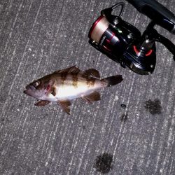 大阪南港　ロック調査