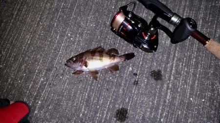 大阪南港　ロック調査