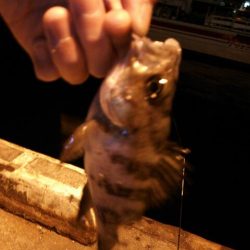 北公園メバリング