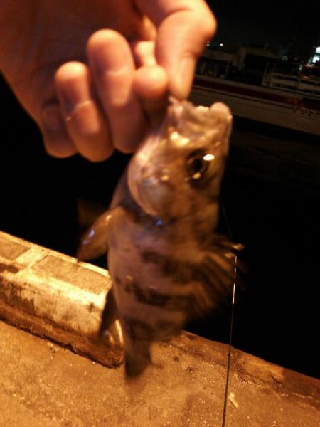 北公園メバリング