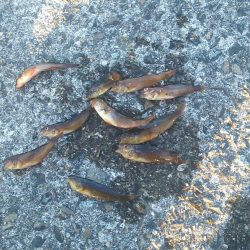 悲しいアブ新釣り