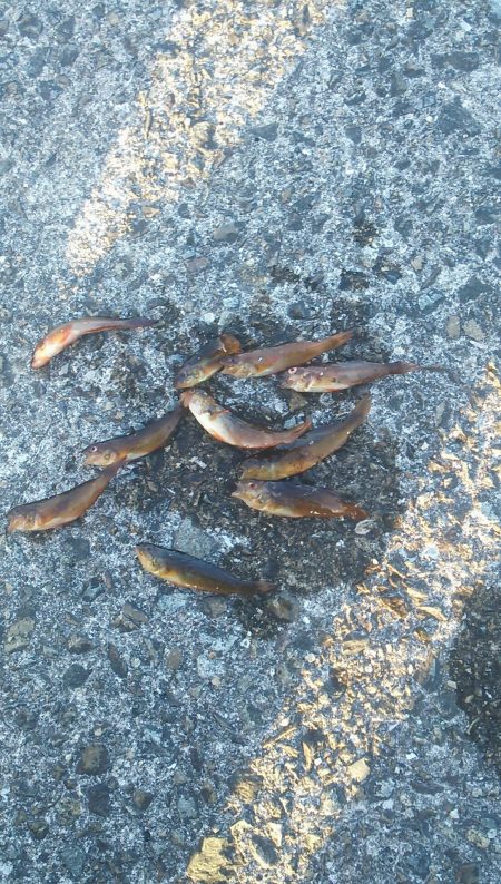 悲しいアブ新釣り