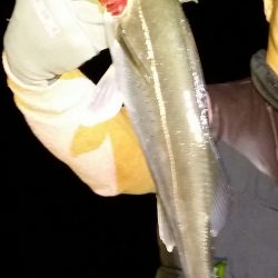 メバルが少なくチヌ、シーバス