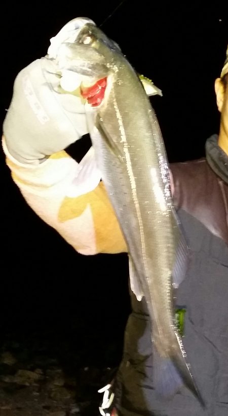 メバルが少なくチヌ、シーバス