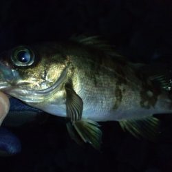 深日漁港　今日はダメ(>_<)