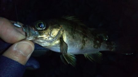 深日漁港　今日はダメ(>_<)…