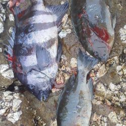 【御坊で渡船を使い】石鯛・・・グレ二匹・・・