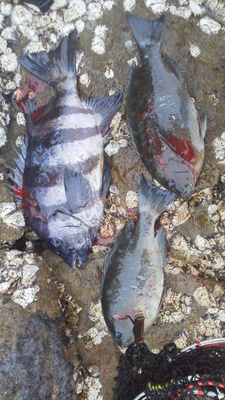 【御坊で渡船を使い】石鯛・・・グレ二匹・・…