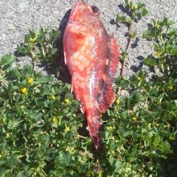 魚おらず・・・19cmガシラ・・・