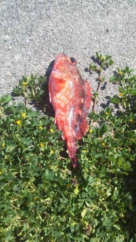 魚おらず・・・19cmガシラ・・・