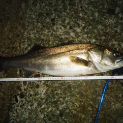 高砂埋立地　今シーズン　シーバス初ゲット！