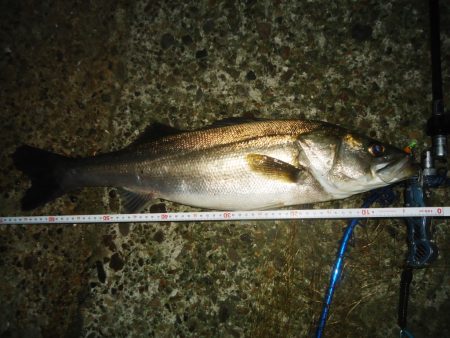 高砂埋立地　今シーズン　シーバス初ゲット！…