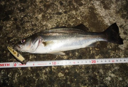 寒くてもチビは元気！