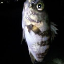 泉佐野　メバル調査!!