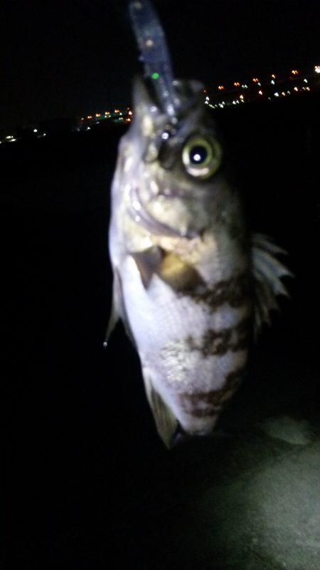 泉佐野　メバル調査!!