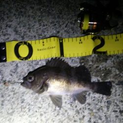 泉南プラッキングランガン!!