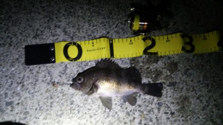 泉南プラッキングランガン!!