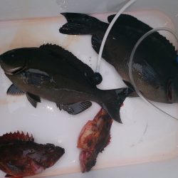 渡船利用のみなべ堺磯　天気は良かったけど…。