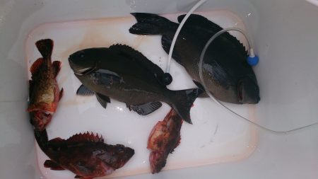 渡船利用のみなべ堺磯　天気は良かったけど……