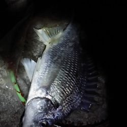 武庫川河口　やっと今年初キビレ