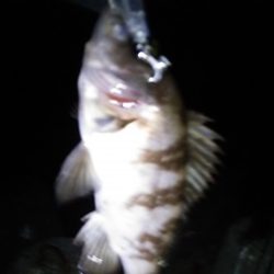 佐野漁港　久しぶりのプラグゲーム