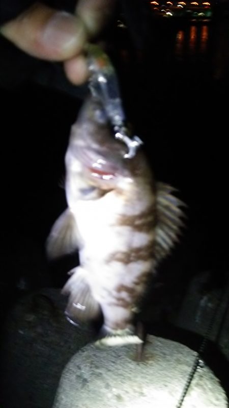 佐野漁港　久しぶりのプラグゲーム