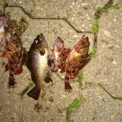 久しぶりのメバル君