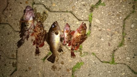 久しぶりのメバル君