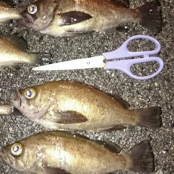 助松埠頭　小雨 降るなか 頑張りました